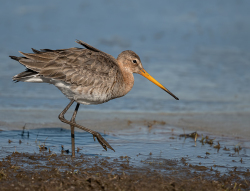 Grutto - polder Arkemheen