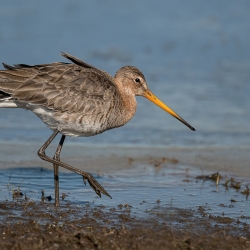 Grutto - polder Arkemheen