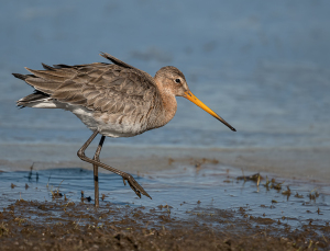 Grutto - polder Arkemheen