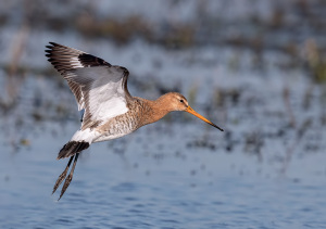 Grutto - polder Arkemheen