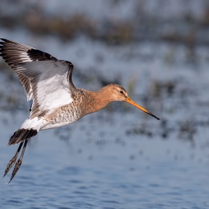 Grutto - polder Arkemheen