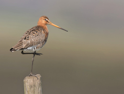 Grutto - polder Arkemheen