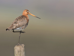 Grutto - polder Arkemheen