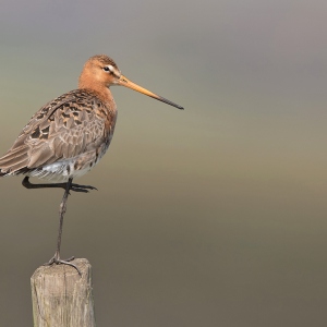 Grutto - polder Arkemheen