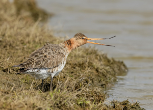 Grutto - polder Arkemheen