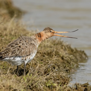 Grutto - polder Arkemheen