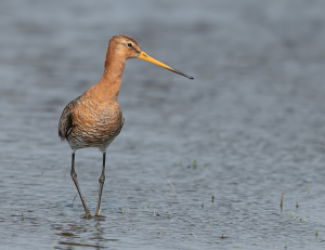 Grutto - polder Arkemheen