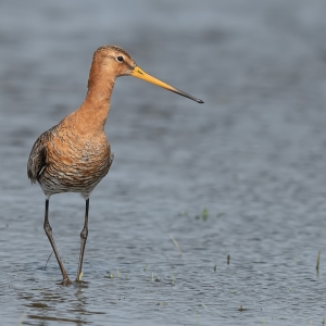 Grutto - polder Arkemheen