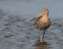 Grutto - polder Arkemheen