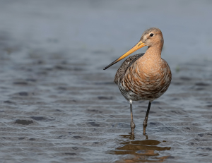 Grutto - polder Arkemheen