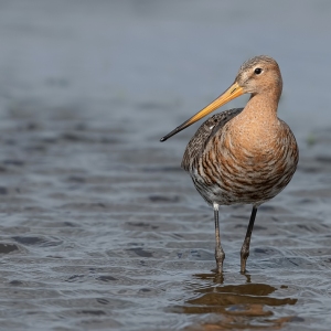 Grutto - polder Arkemheen