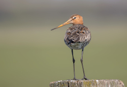 Grutto - polder Arkemheen