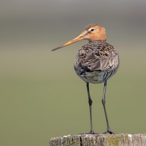 Grutto - polder Arkemheen