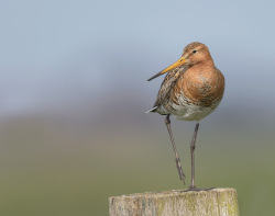 Grutto - polder Arkemheen