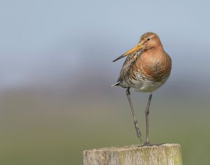Grutto - polder Arkemheen
