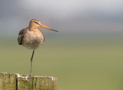 Grutto - polder Arkemheen