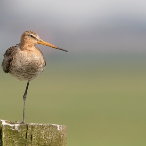 Grutto - polder Arkemheen