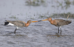 Grutto - polder Arkemheen