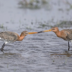 Grutto - polder Arkemheen