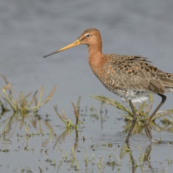 Grutto - polder Arkemheen