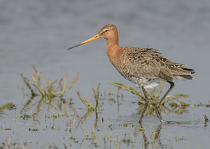 Grutto - polder Arkemheen