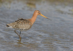 Grutto - polder Arkemheen