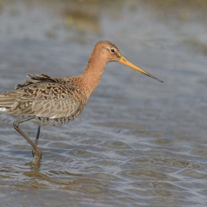 Grutto - polder Arkemheen