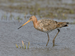 Grutto - polder Arkemheen