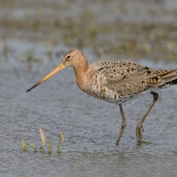 Grutto - polder Arkemheen