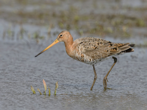 Grutto - polder Arkemheen