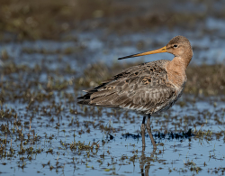 Grutto - polder Arkemheen