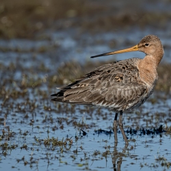 Grutto - polder Arkemheen