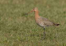 Grutto - polder Arkemheen