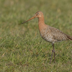 Grutto - polder Arkemheen