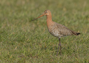 Grutto - polder Arkemheen