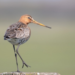 Grutto - polder Arkemheen