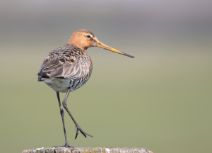 Grutto - polder Arkemheen