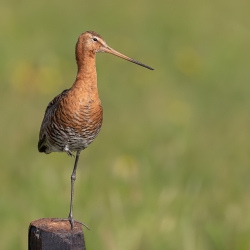 Grutto - polder Arkemheen