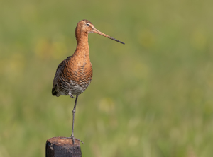 Grutto - polder Arkemheen