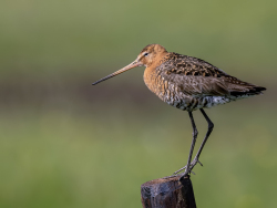 Grutto - polder Arkemheen