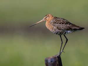 Grutto - polder Arkemheen