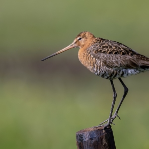 Grutto - polder Arkemheen