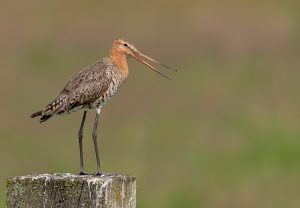 Grutto - polder Arkemheen