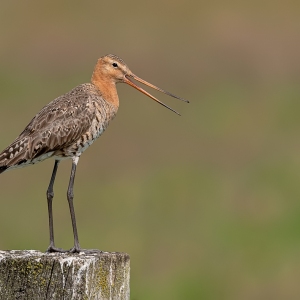 Grutto - polder Arkemheen