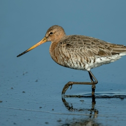 Grutto - polder Arkemheen