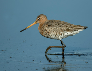 Grutto - polder Arkemheen