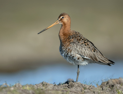 Grutto - polder Arkemheen