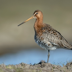 Grutto - polder Arkemheen