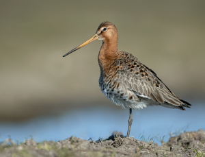 Grutto - polder Arkemheen