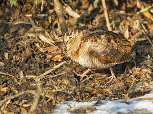 Houtsnip - Ruigenhoekse Polder